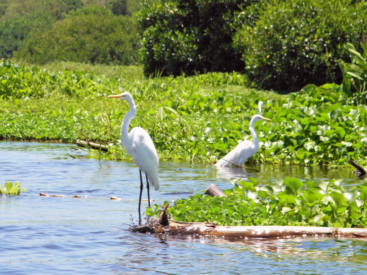 Ciénaga Grande de Santa Marta Birdwatching from Santa Marta