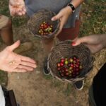 Coffee Tour in Cali