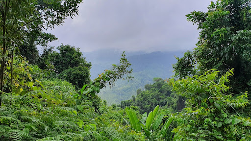 Amazon Rainforest