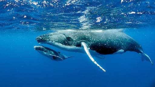 Humpback Whales from Nuqui