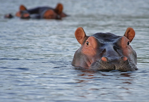 Hippos in Colombia