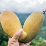 Mangoes and Chocolates: Paso del Mango Guided Day Tour