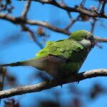 Cuchilla San Lorenzo Birdwatching Adventure from Santa Marta