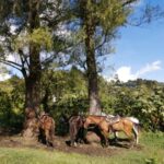 Horse Ride Medellin, Antioquia (2 hrs ride)