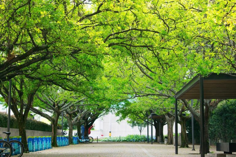 A park with lush green trees lining a walkway, with bike racks and a covered pavilion adding to the scenery.